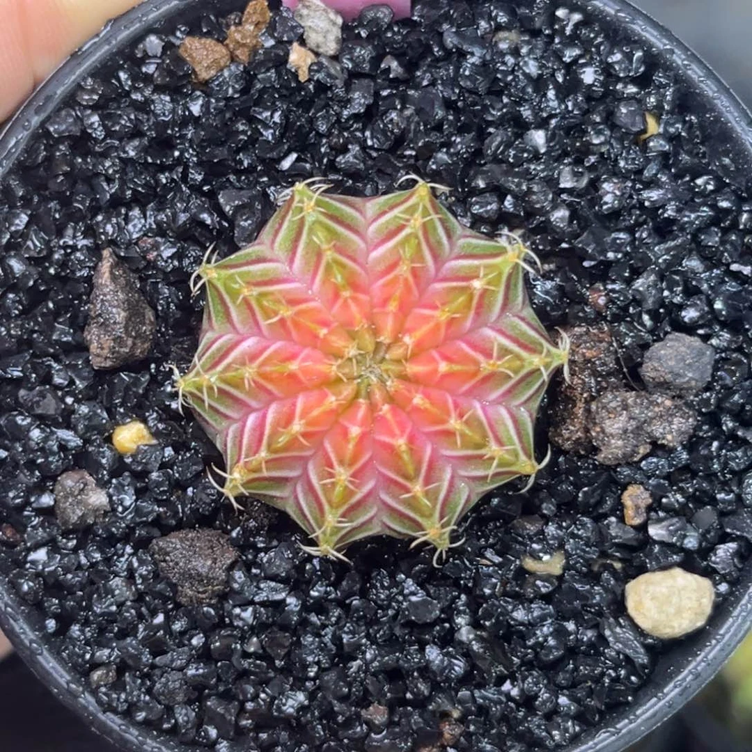 200肋骨轮回 带盆土发货