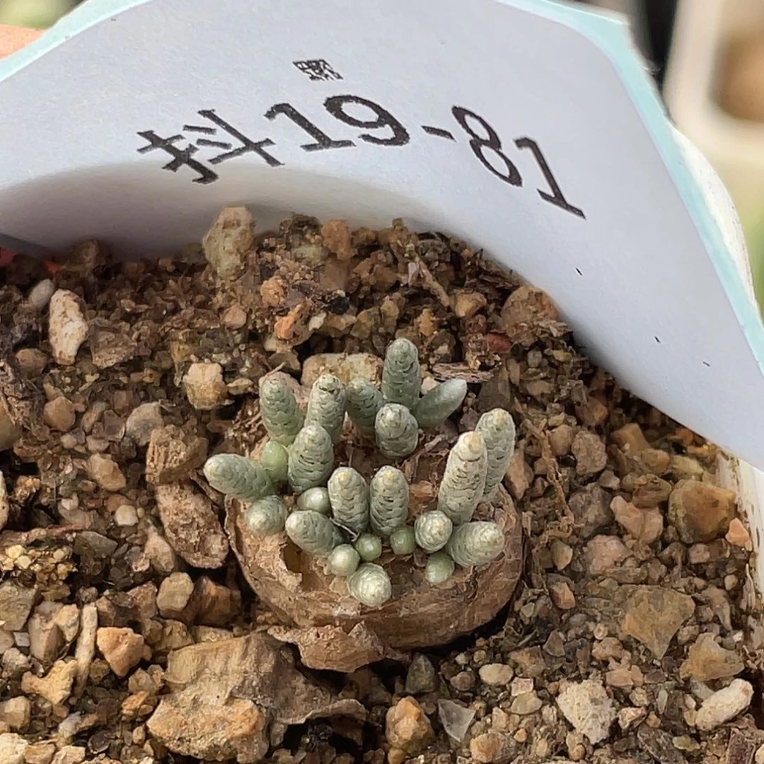 19-81韧锦多肉植物