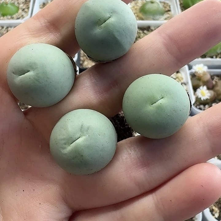 老马生石花2公分鸽子蛋210