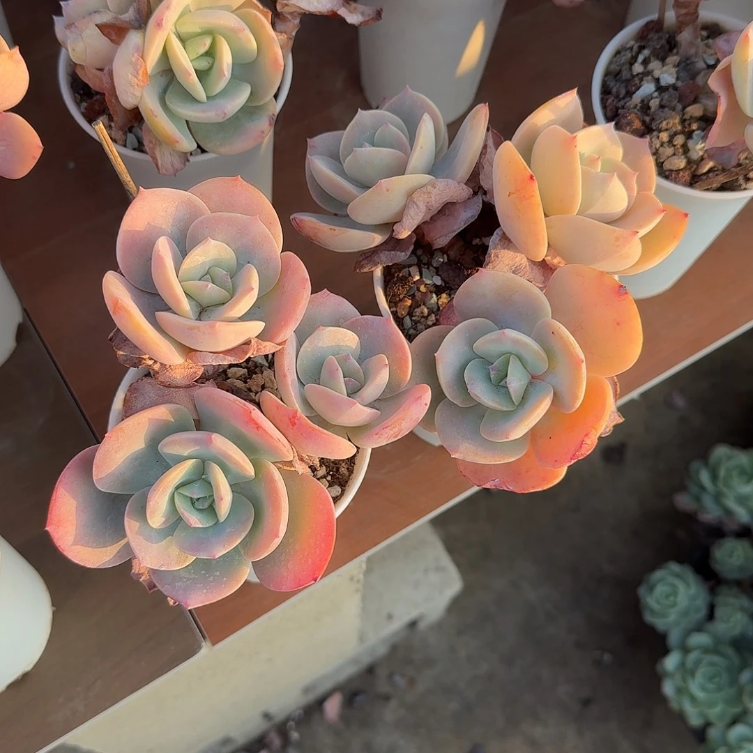 .***3白凤多肉植物两颗