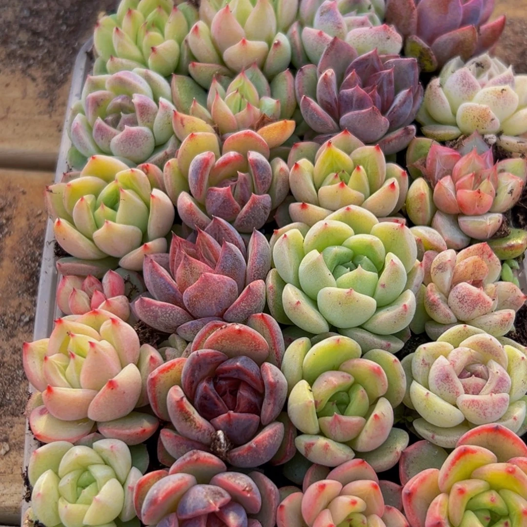 586多肉葡萄的价格是多少