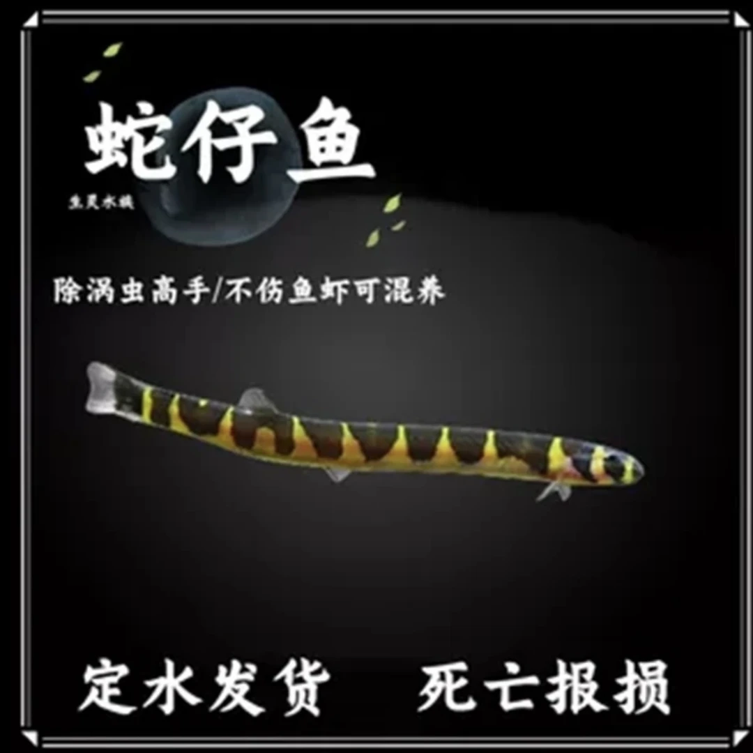 鱼缸除藻工具鱼蛇仔鱼清道夫水族鱼缸清洁鱼冷水鱼淡水彩虹鲨