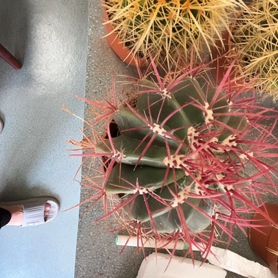 ꧁****꧂怒虎加红虎，实生仙人球