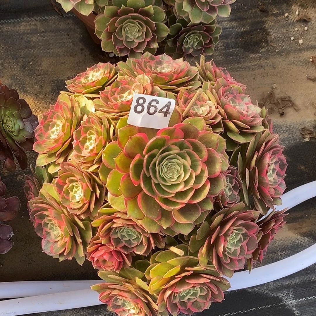 864粉花妖冠服30公分