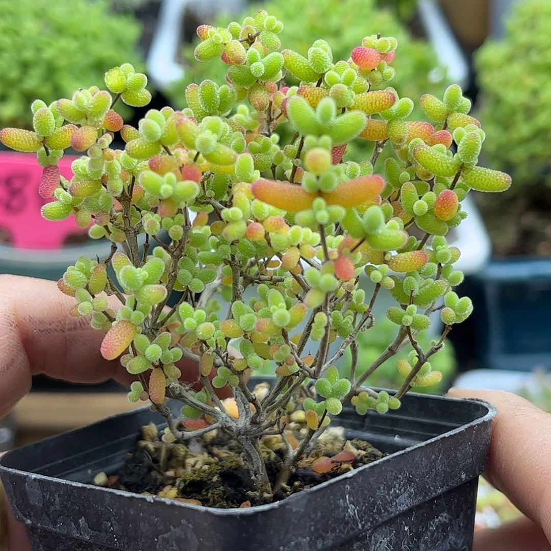 43蜜桔糖球优选枝干番杏