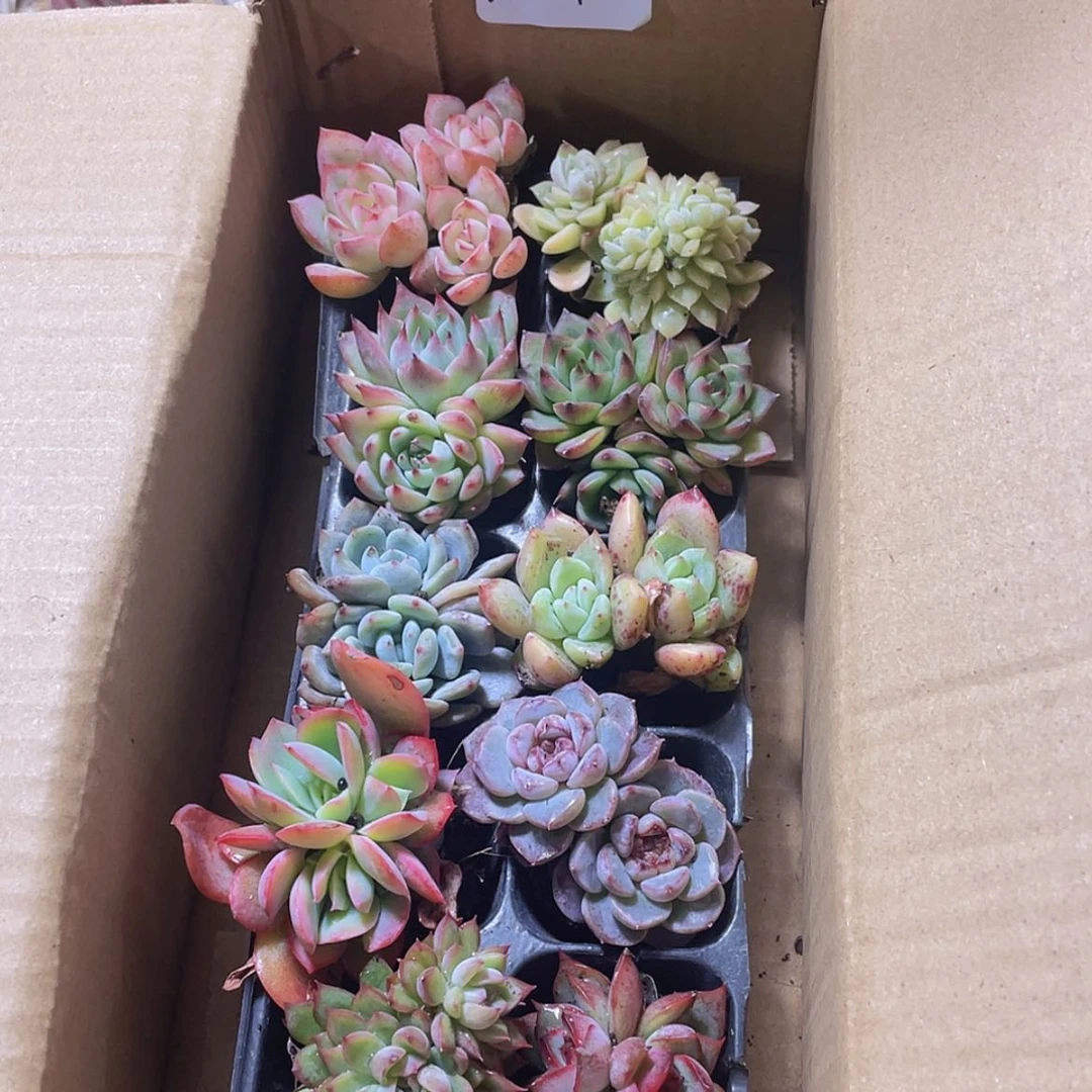 【闪购商品】10颗-1