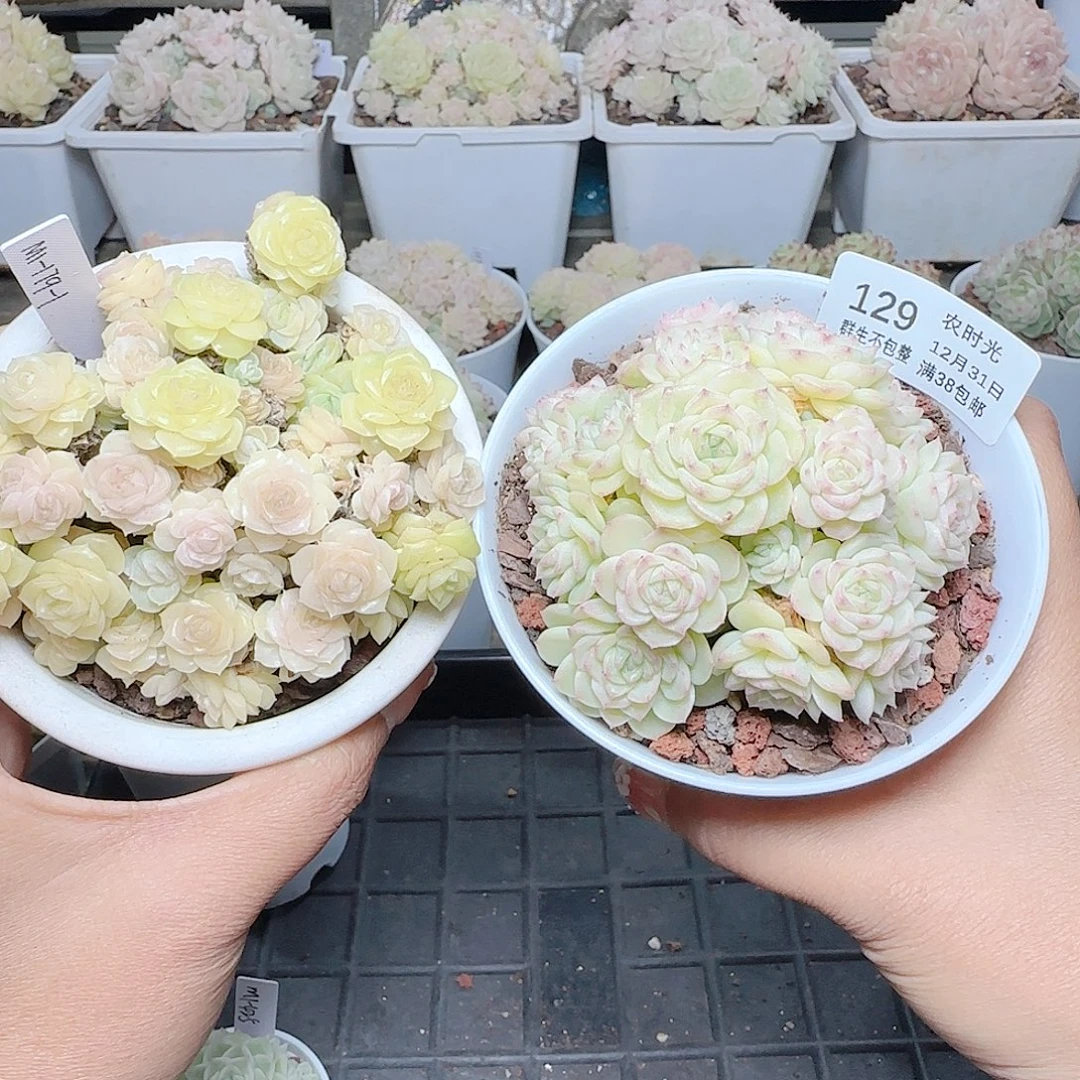 1231-129m1-179-1麦杆