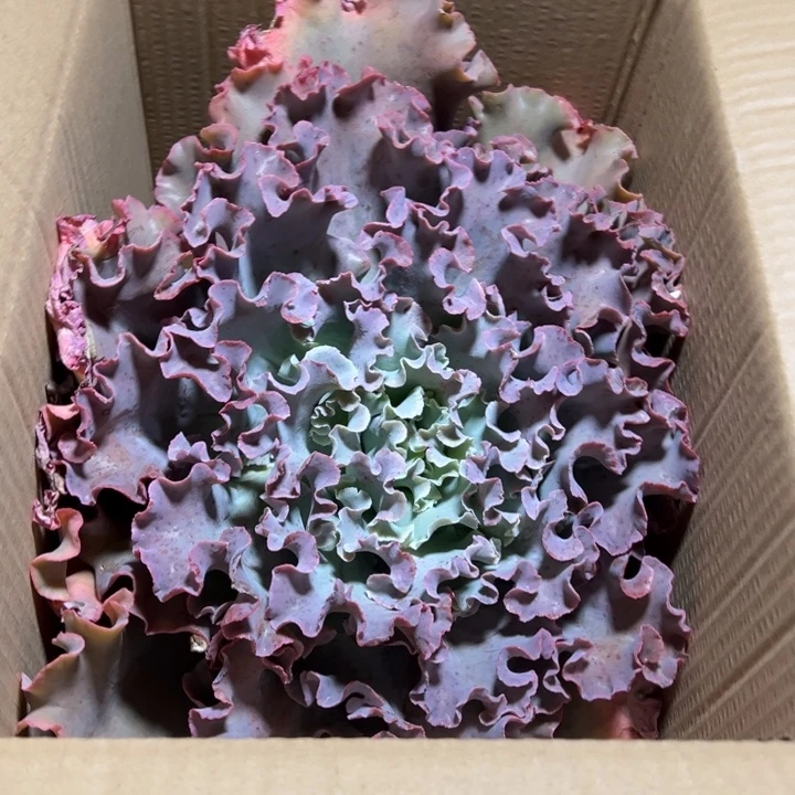 夕***下地栽瑕疵高莎1棵（包邮不包损）