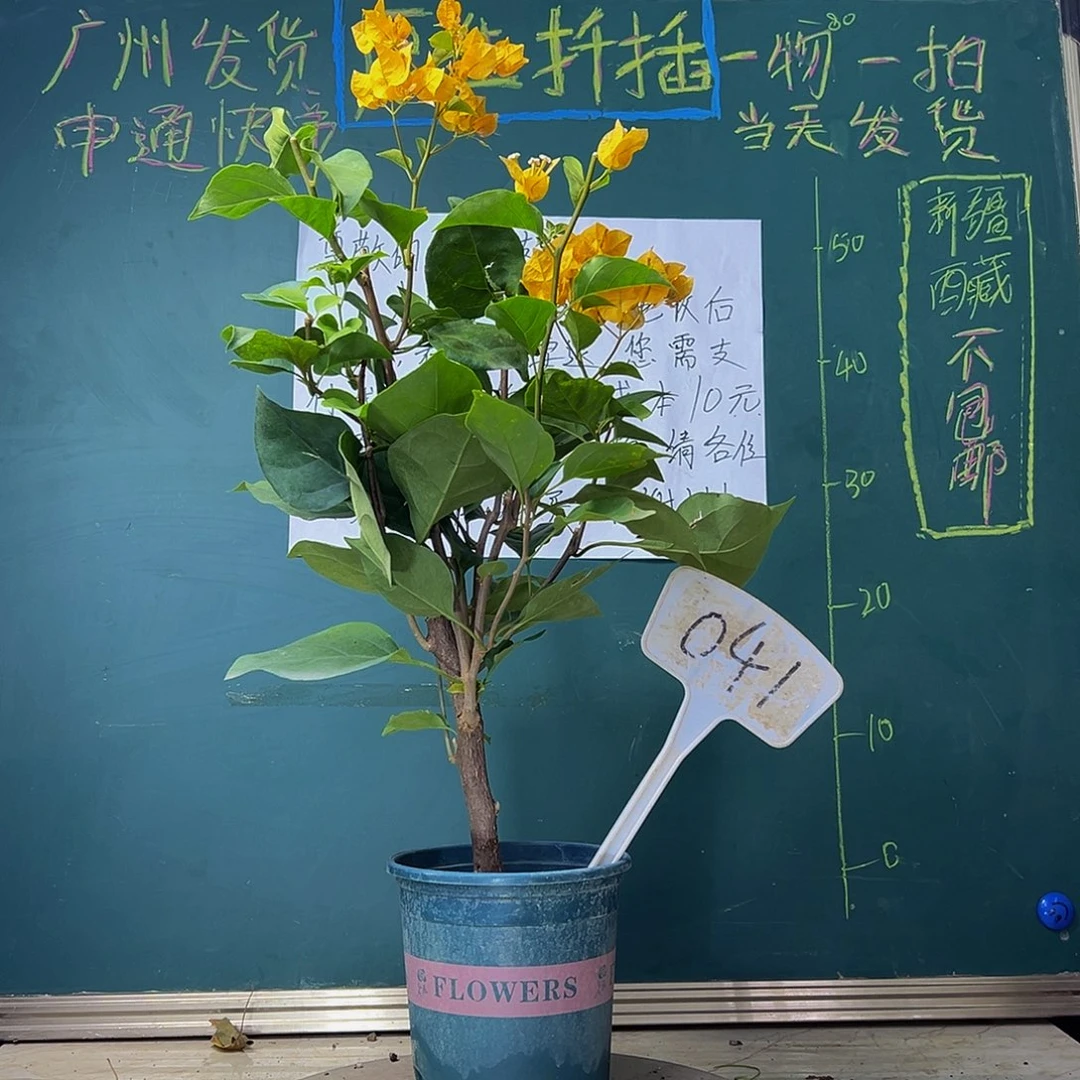 当前无花栽培后可以开花 加州黄金  041