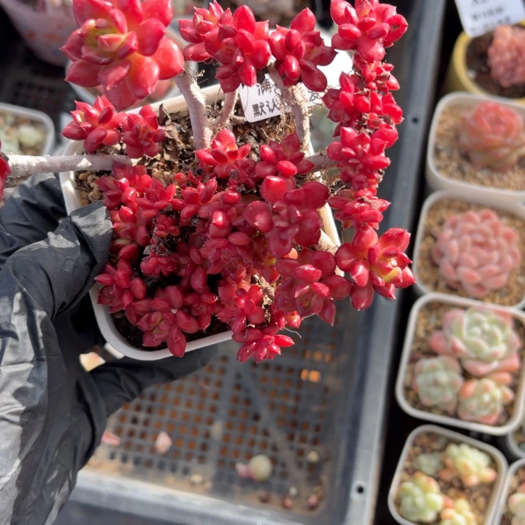东篱下多肉植物哈哈哈14