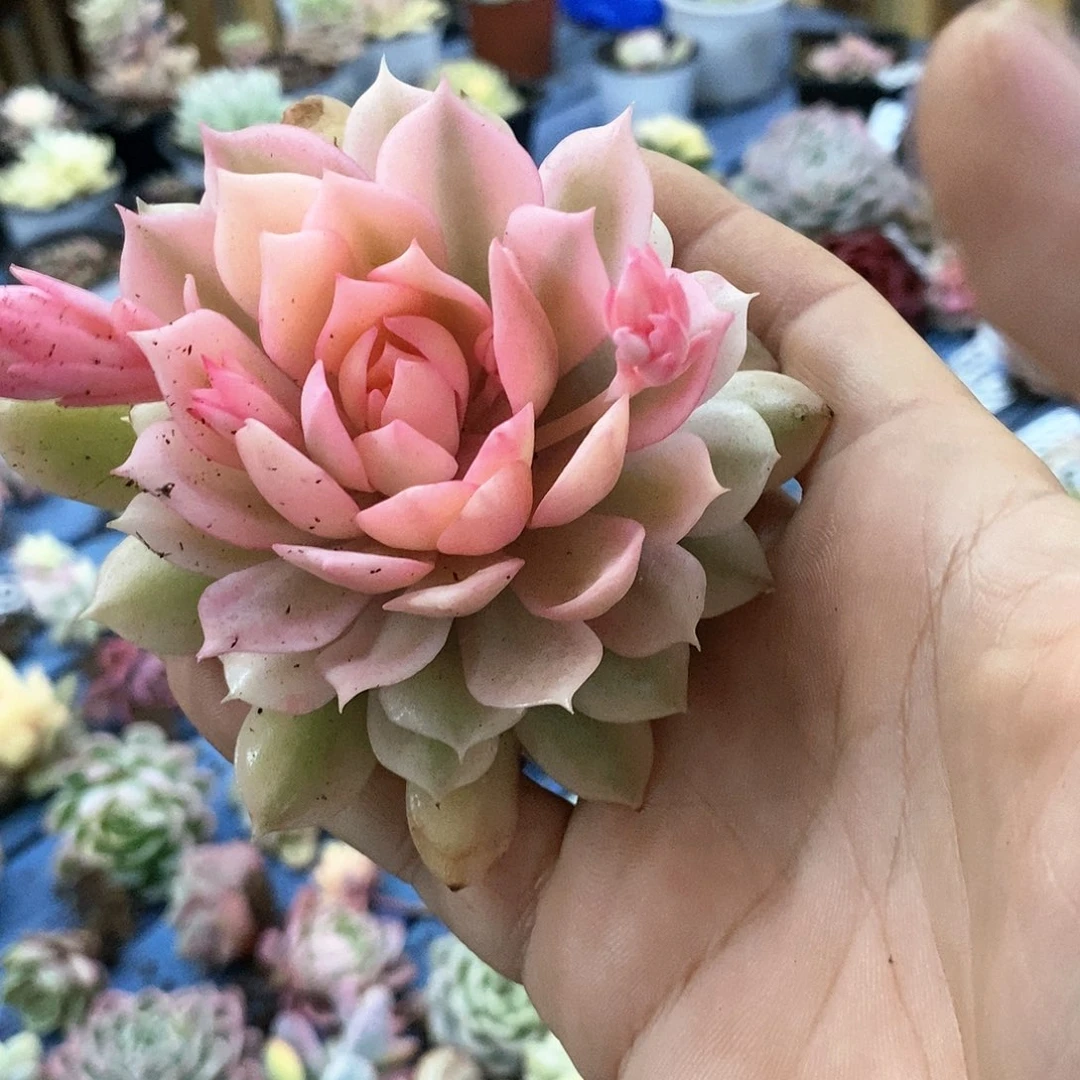 395粉蝶锦多肉植物哇啦塞