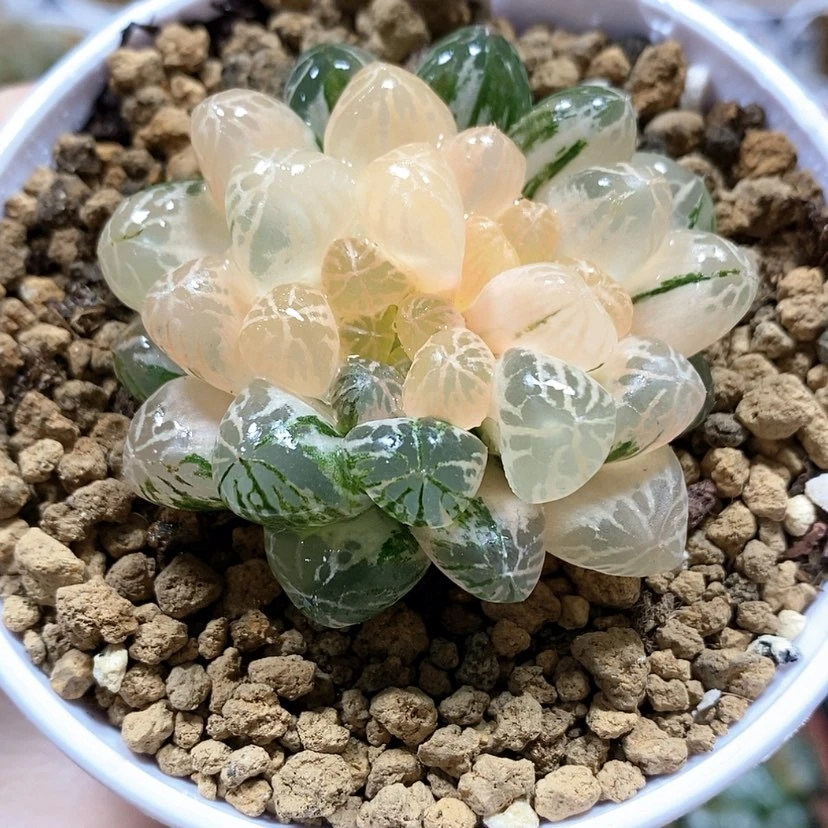 【闪购商品】38塑料皮