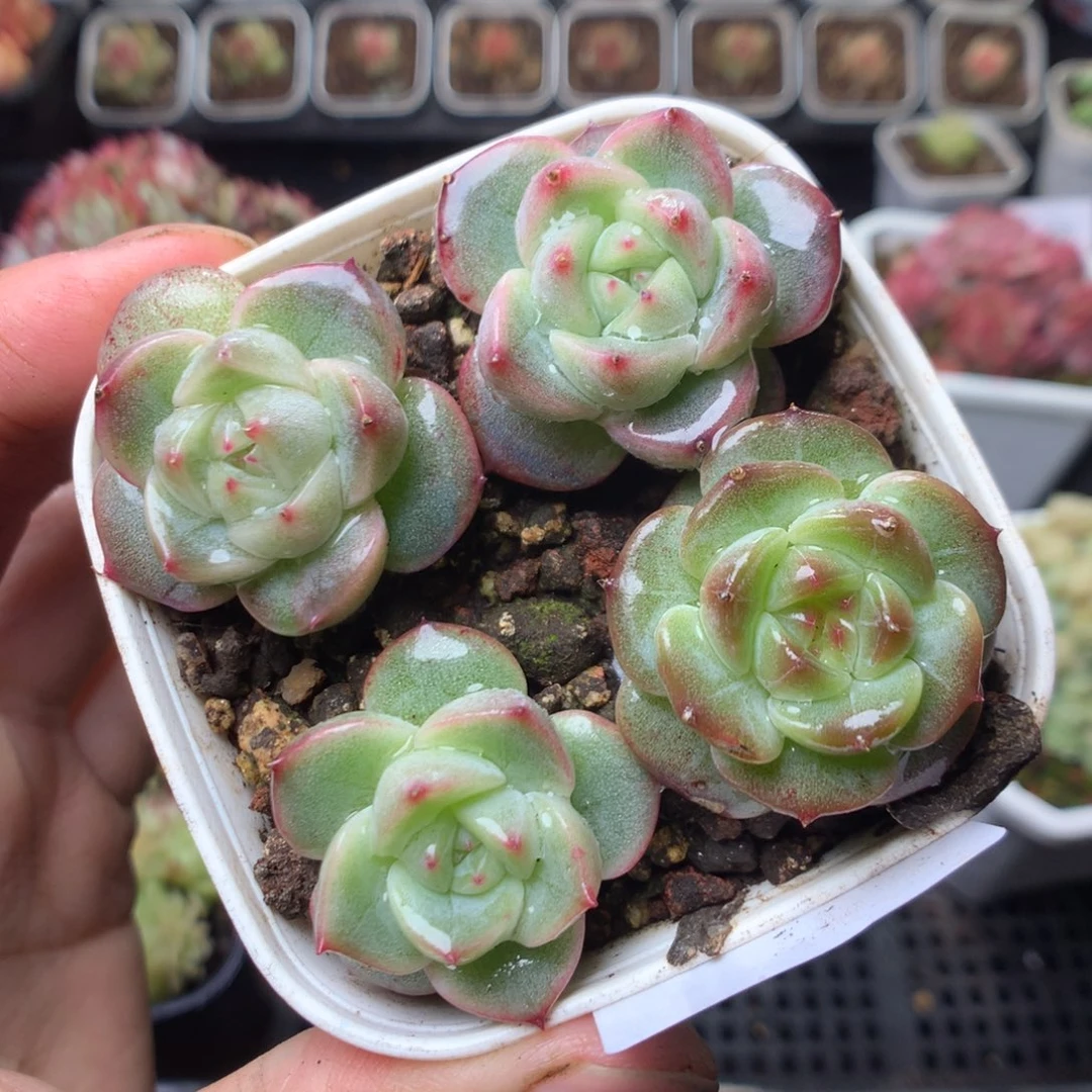 全部花朵Q61yyyyyyyy