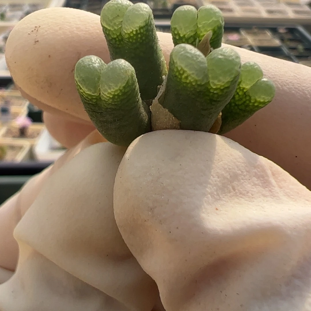 93 好看的多肉冲冲冲