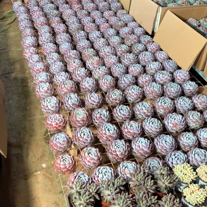 精控单头包子橙梦露7.88两单包邮