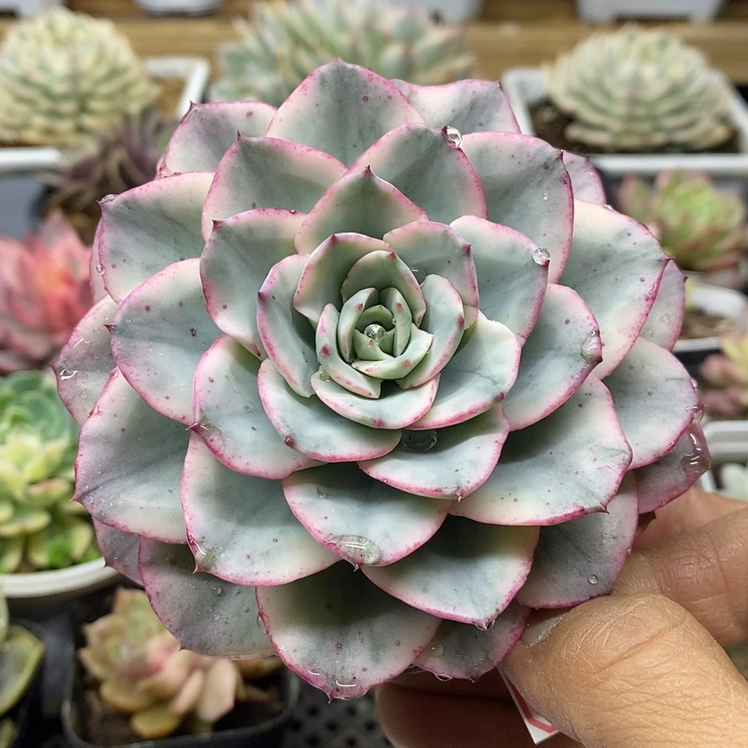 2386 奶油黄桃覆轮锦