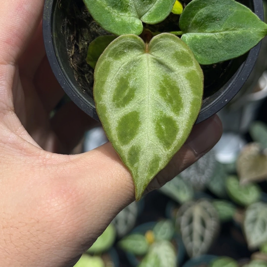 不开花植物银虎杂刷子