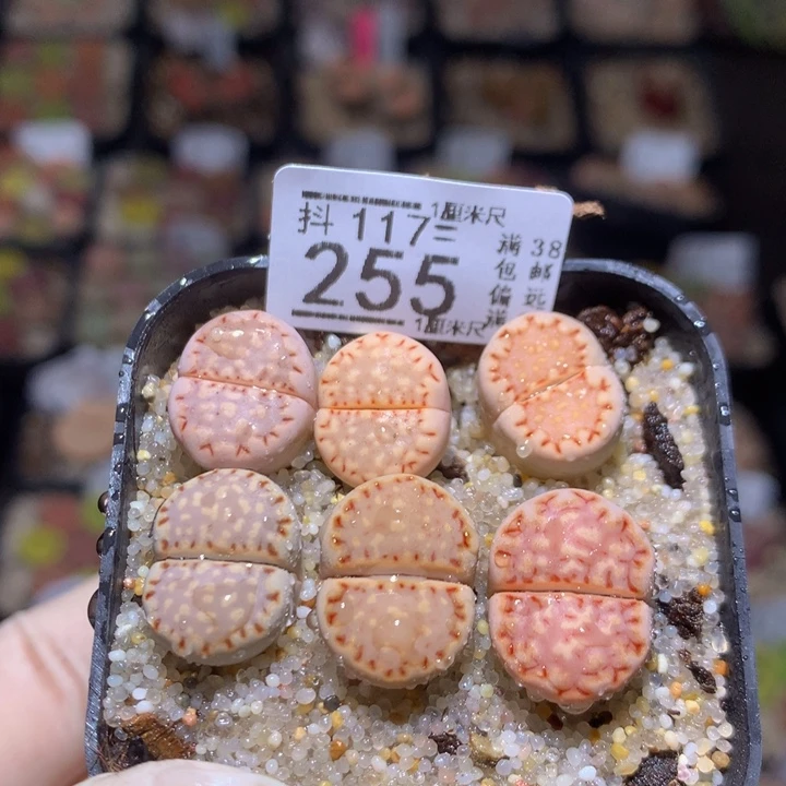 精品生石花117.255