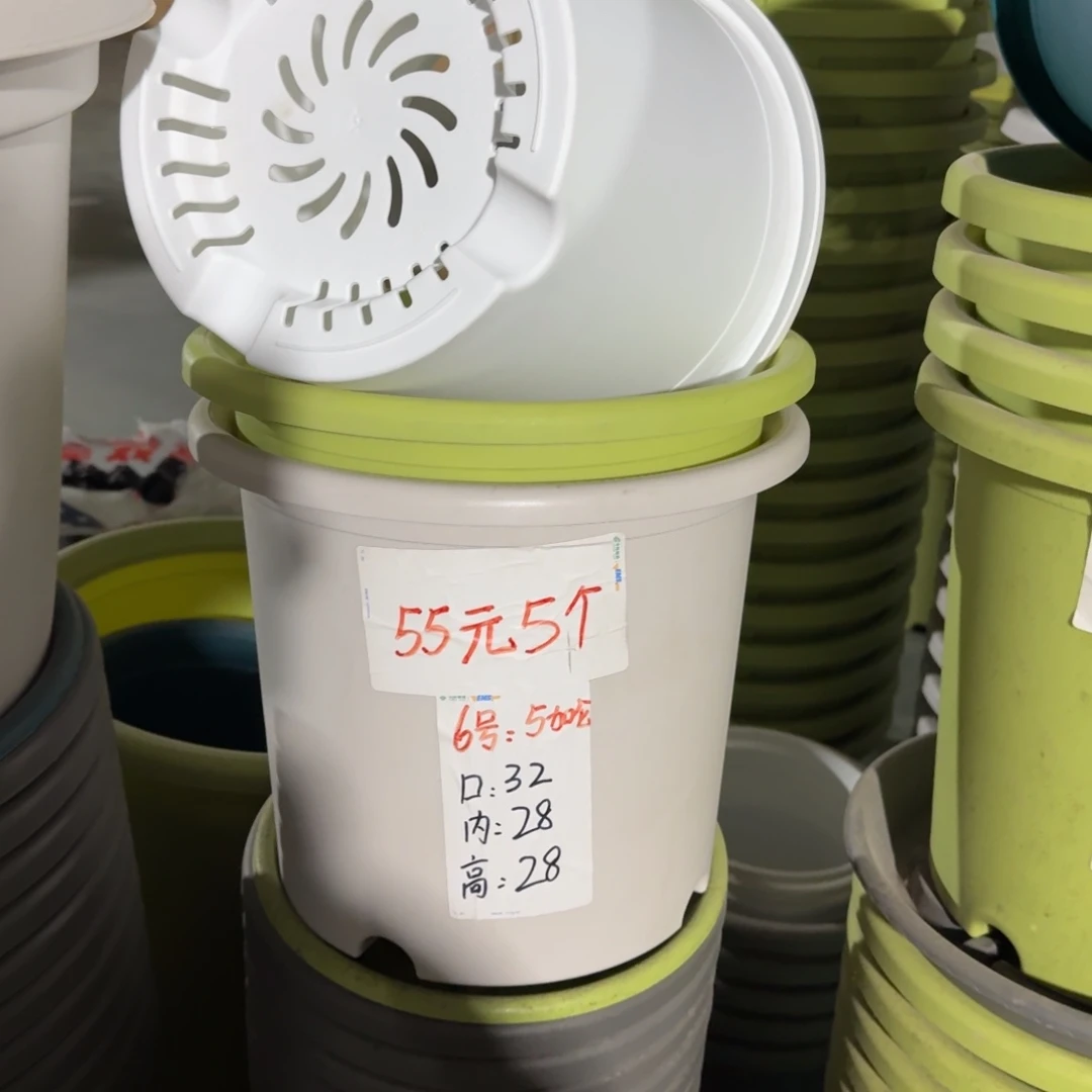 四季6#口径32无拖果绿10个