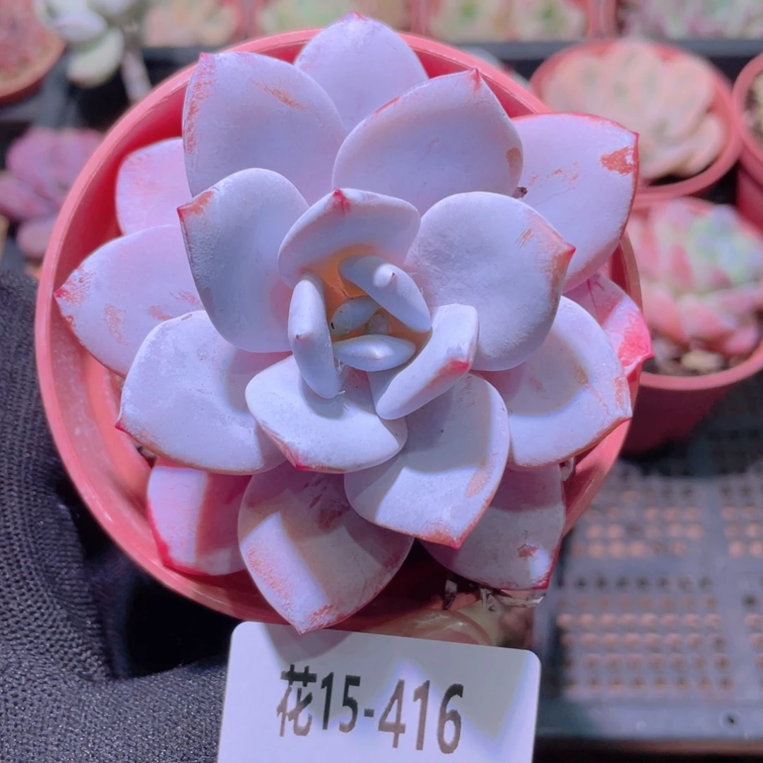 花利美15-416粉雪莲