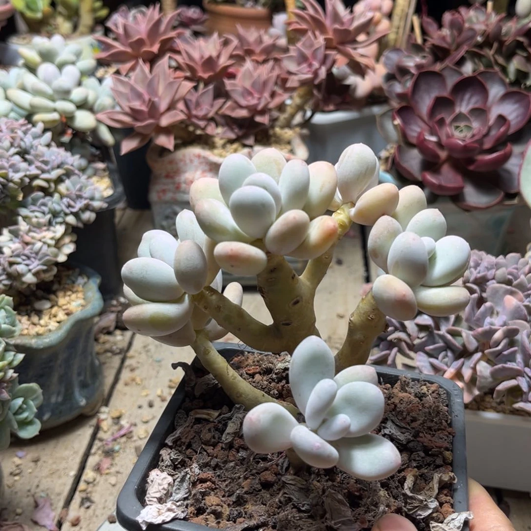 杏奶酪多肉植物duoduochi