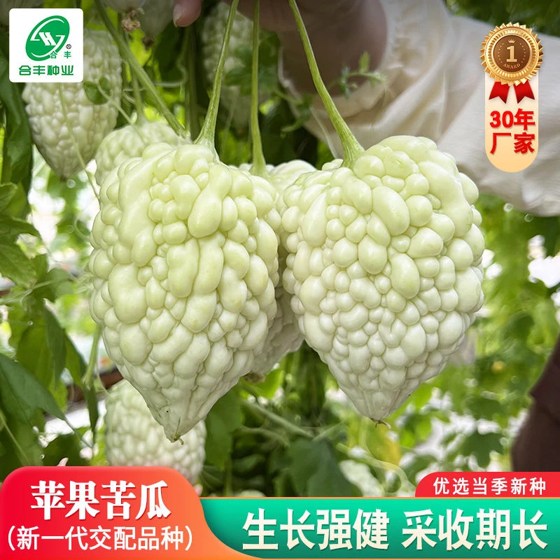 苹果苦瓜种子白苦瓜种子台湾苦瓜春夏播种当季白玉水果苦瓜蔬菜种