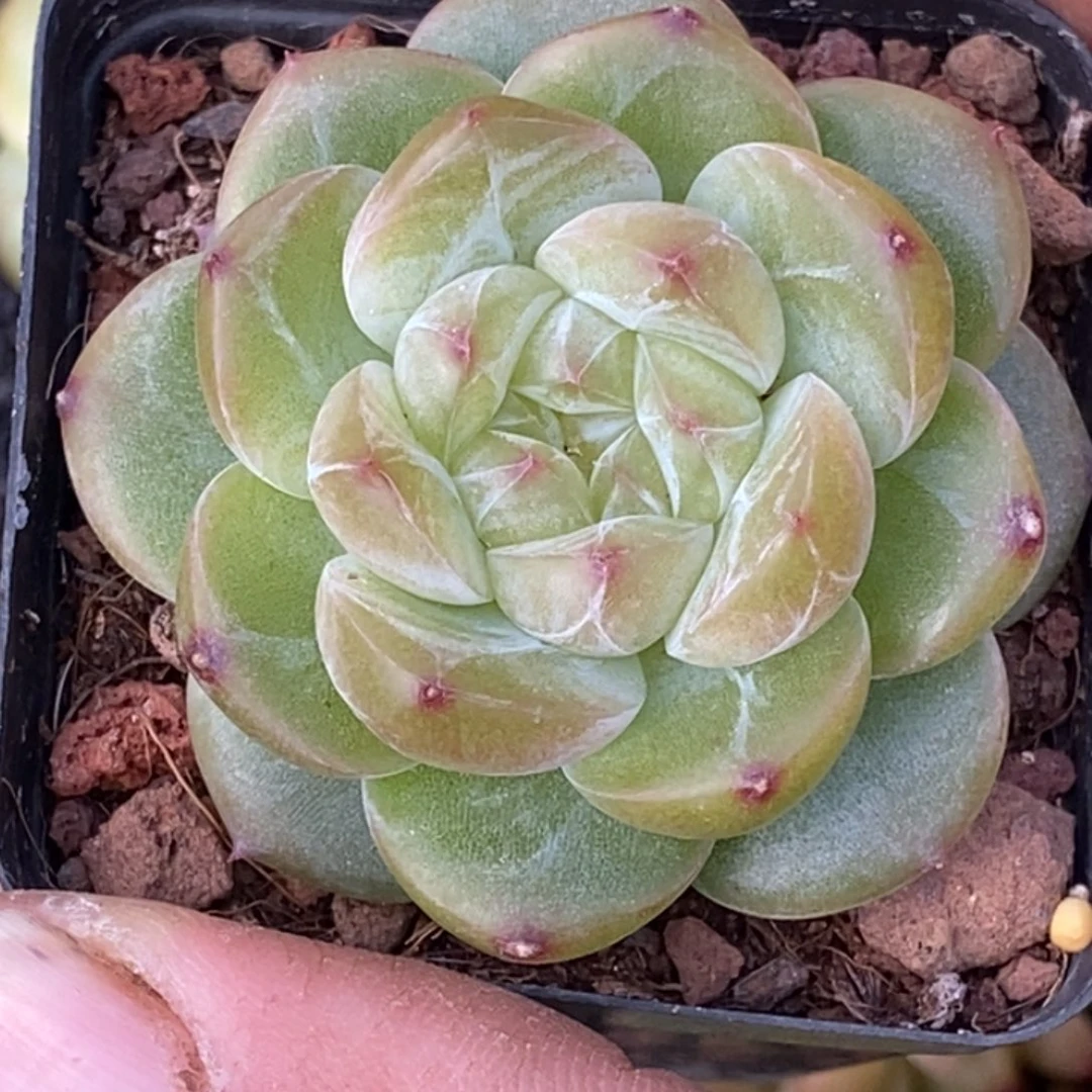 天官赐福百无禁忌