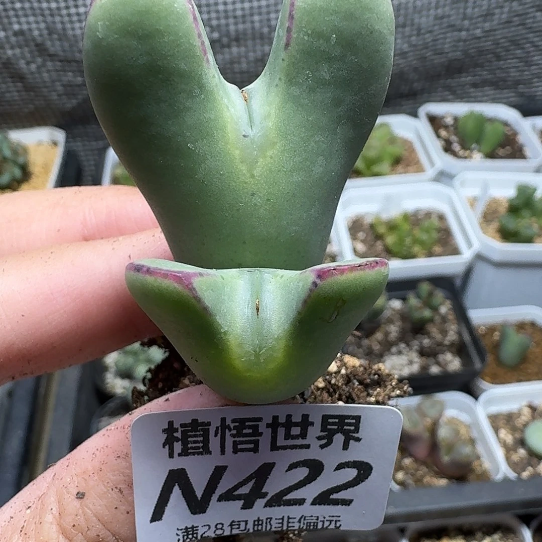 的植物的润泽地gjjj