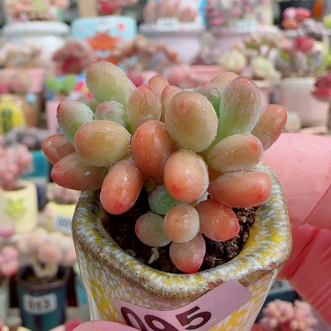 小樱花奶 盆口2.5cm