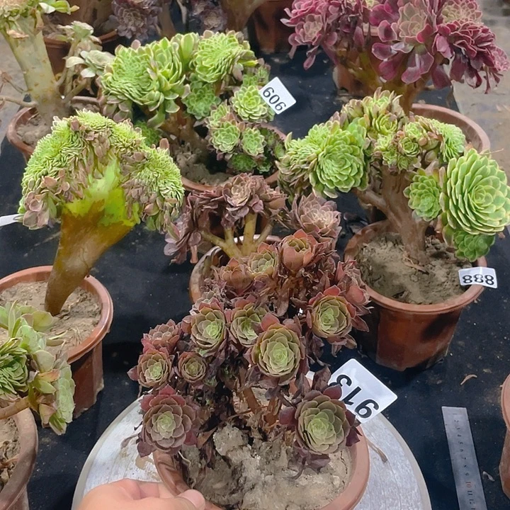 913铜壶朵朵小精致
