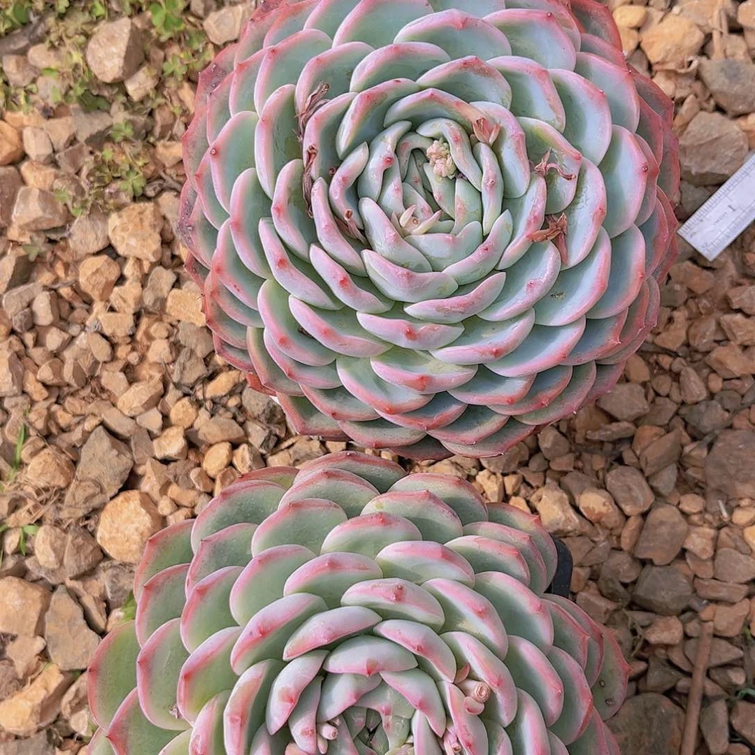 花茶9999999999999999999