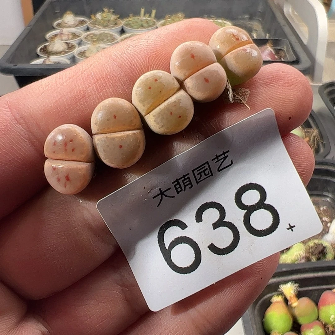 一物一拍。      638