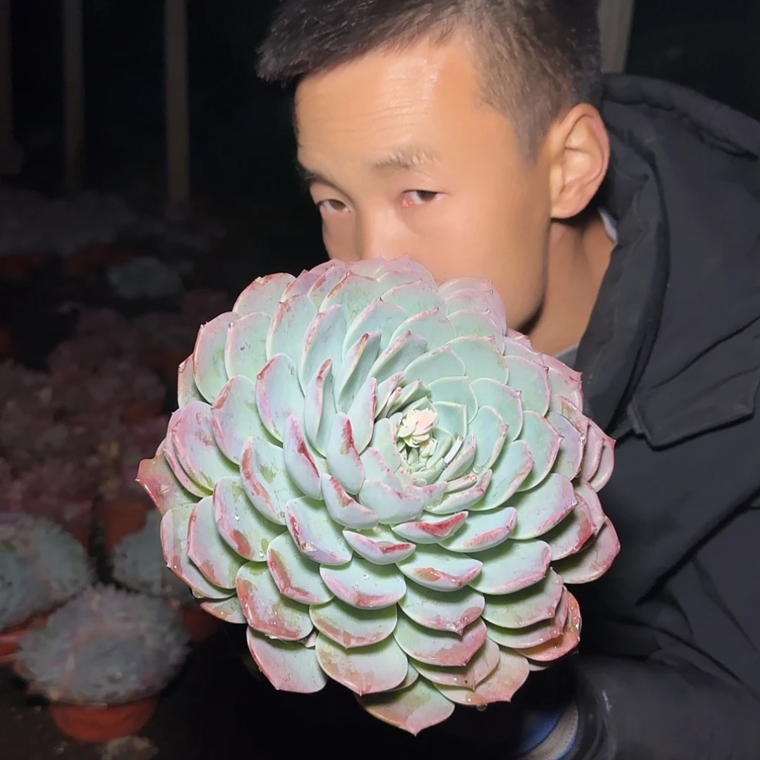 盆栽大单头恩宠多肉1棵
