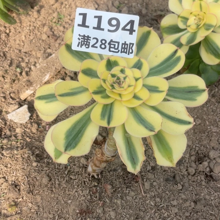 1194三号棚嫁接王妃君美金