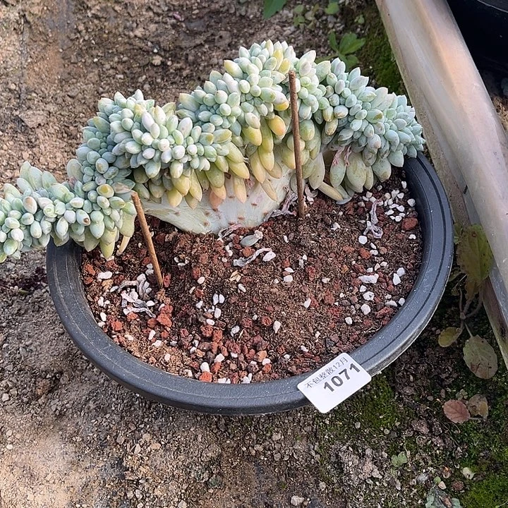 臭***活阿雅园艺。     1071奶糖缀