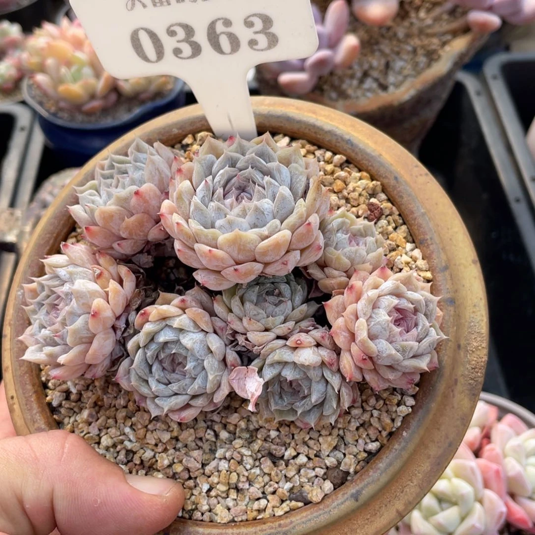 0363玛丽贝尔不带盆11厘米