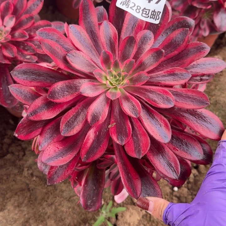 5447二号棚美杜莎J