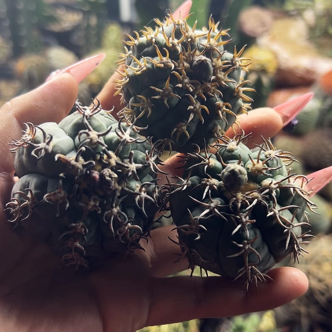 猫爪仙人球11111111