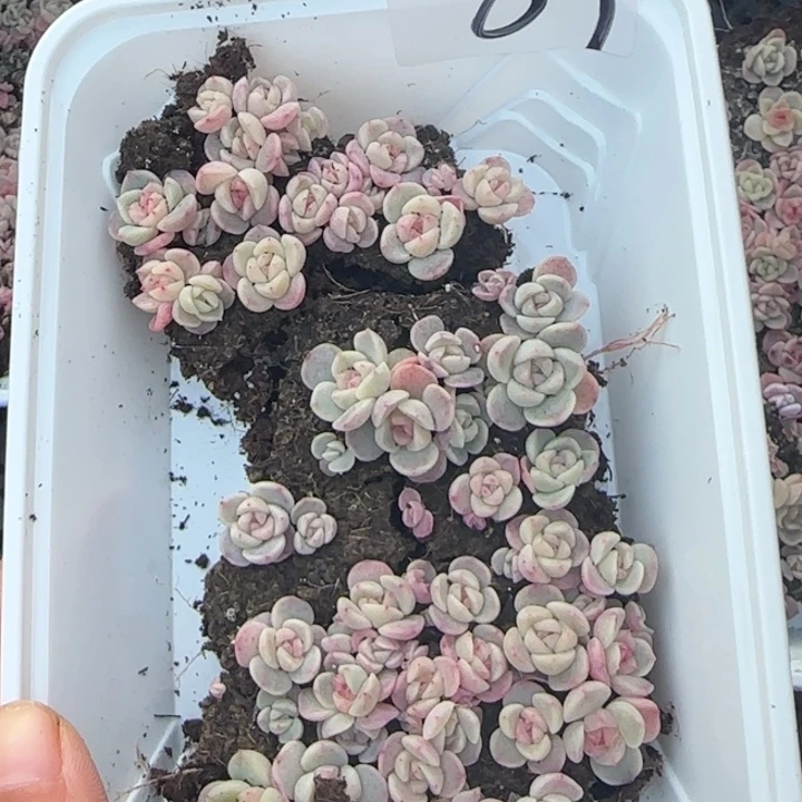 88号王者tt01系列种播苗一盒