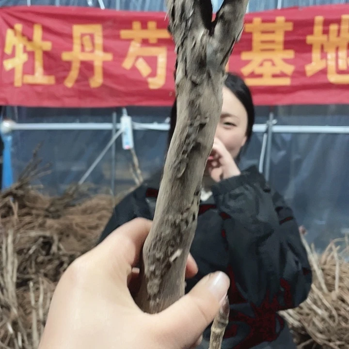 完全开放牡丹花开