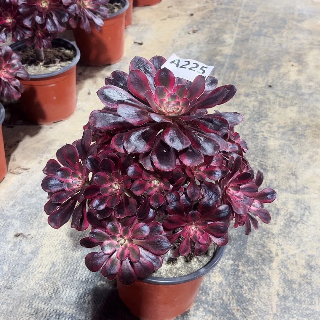 多肉植物丽娜225多肉