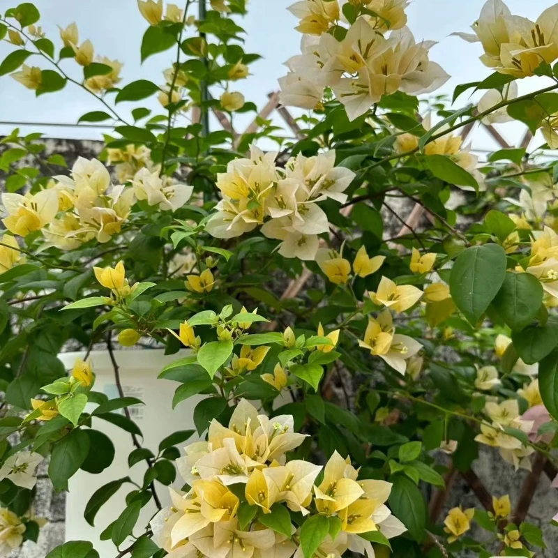 【苏瓦娜】三角梅四季勤花丰花（收到落花掉叶，光杆属正常不售后 ）