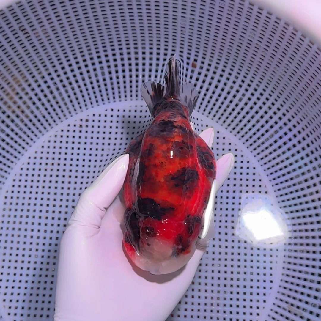 金鱼类不分公母18