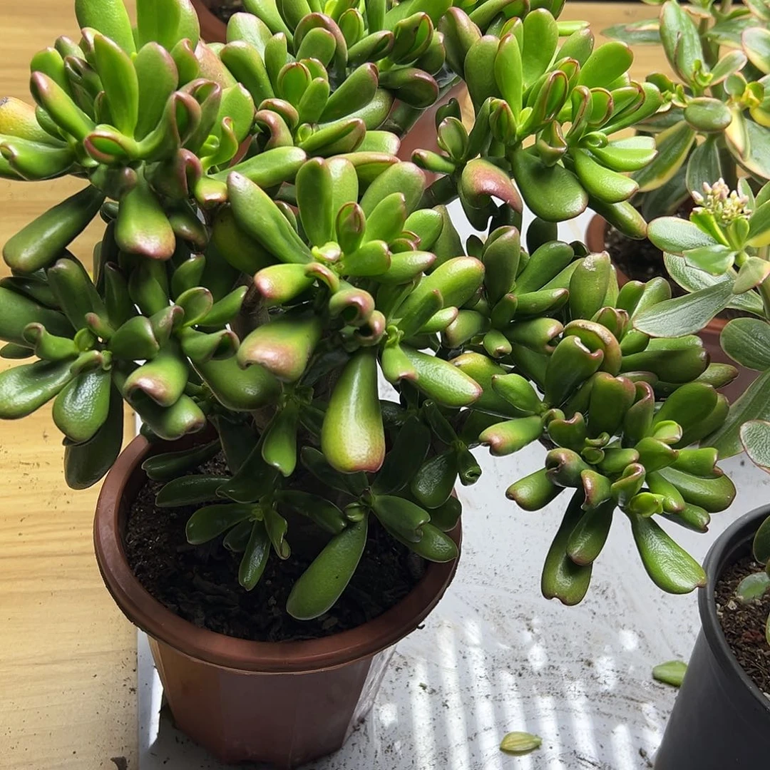 爱*** 稀有黄金大铲脱土发货9096