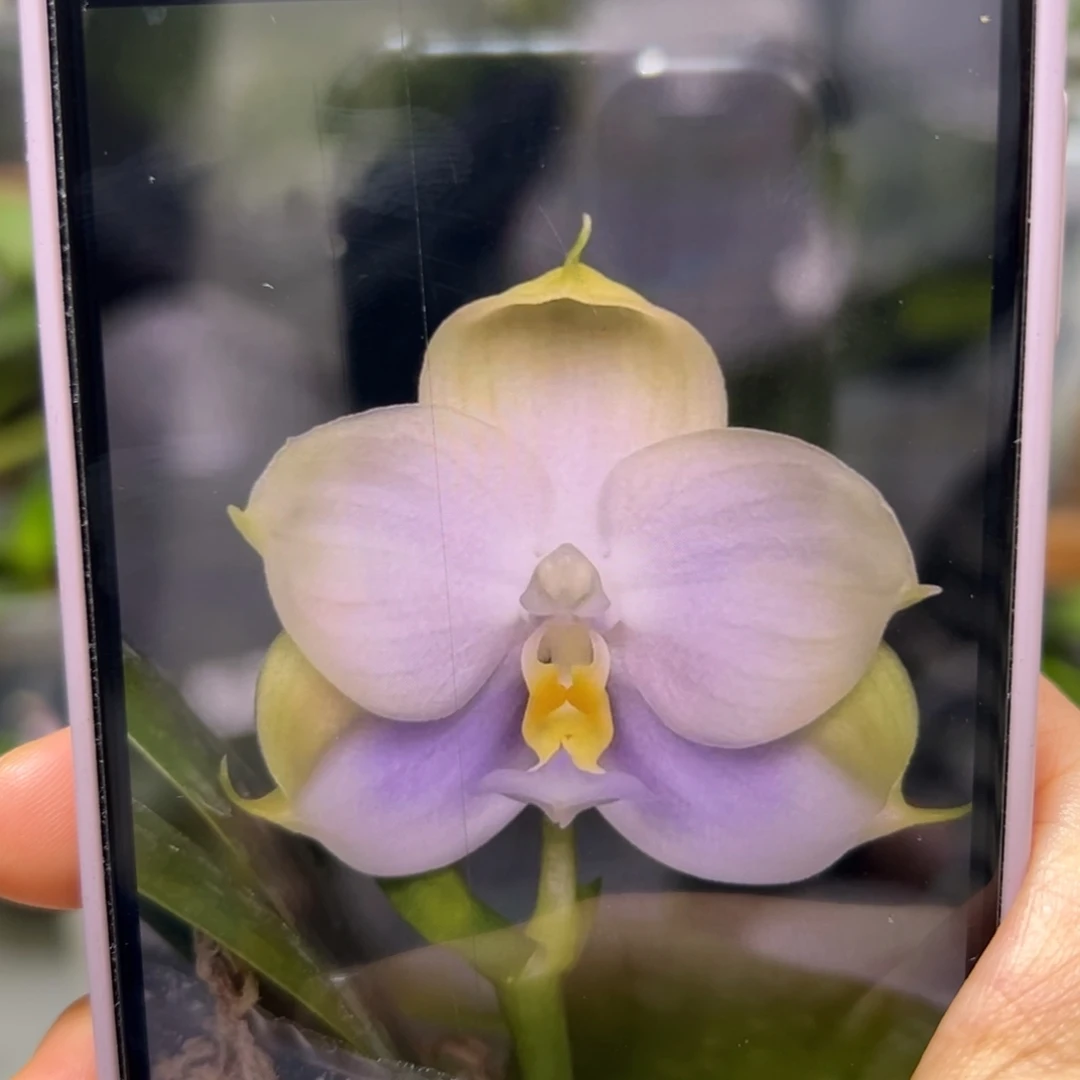 当前无花栽培后可以开花蓝钻石1.7苗团