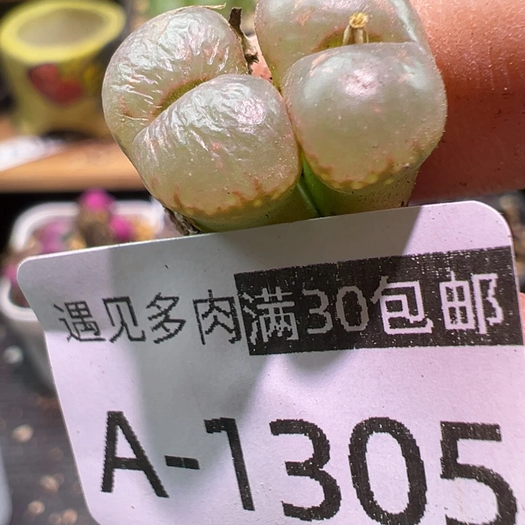 多肉植物1111111111111
