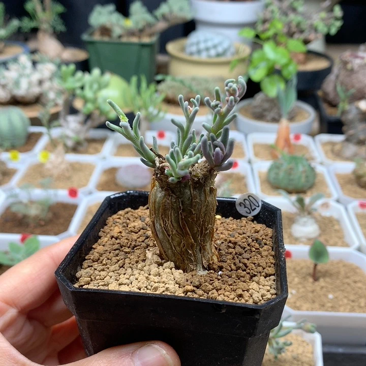 淡青霜母本带盆320