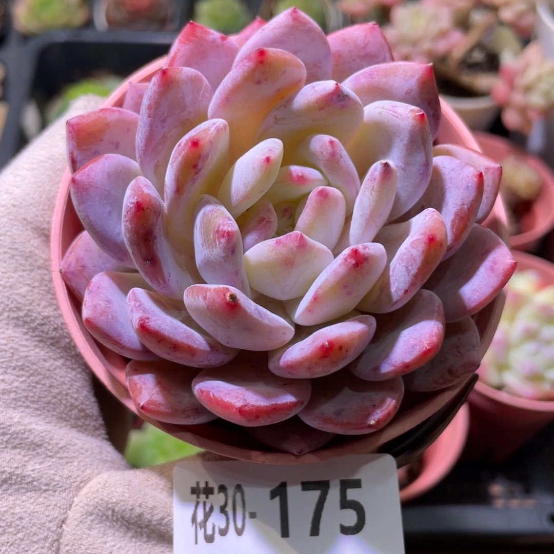 花利美30-175橙梦露