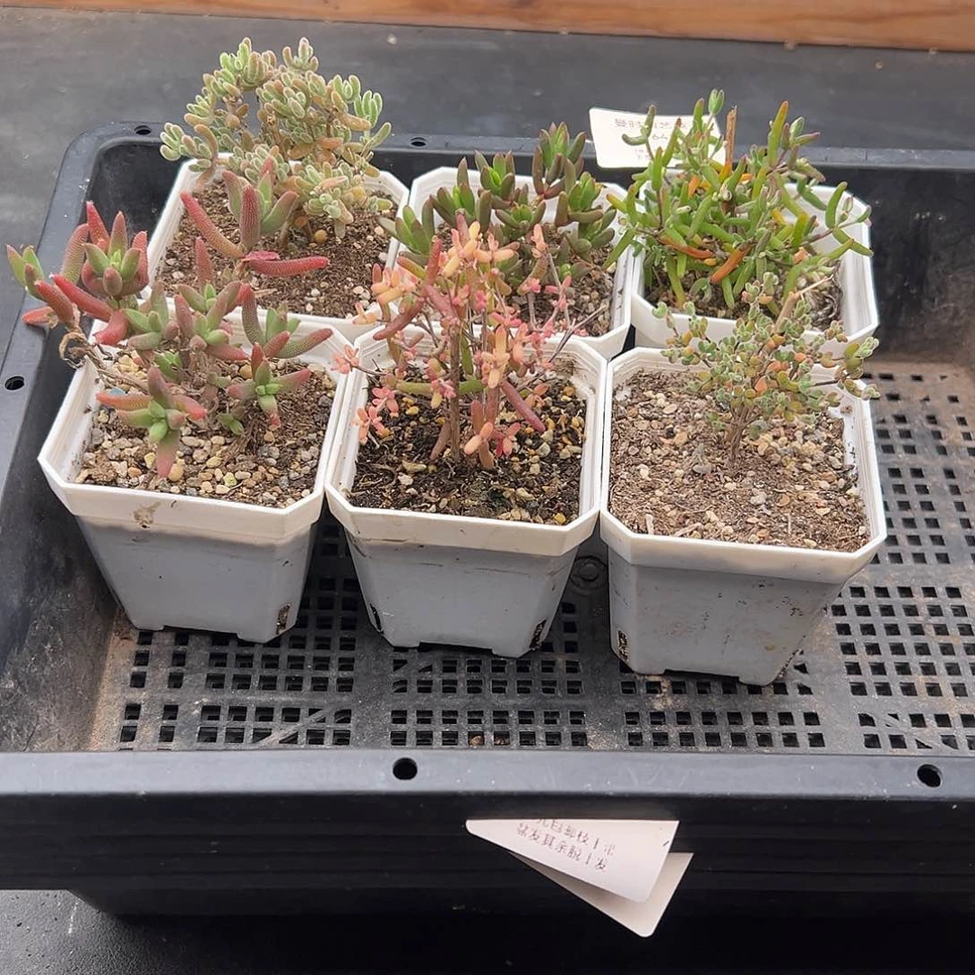 641号枝干6颗12.28多肉