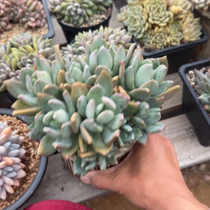 海洋之星五十包邮老桩